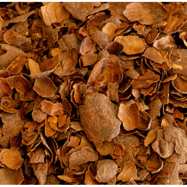 Infusion de Cacao