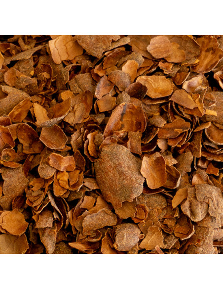 Infusion de Cacao